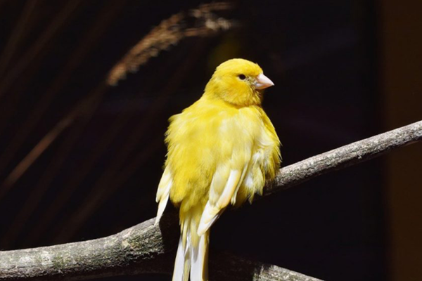 Blog Post - The Canary in The Coal Mine