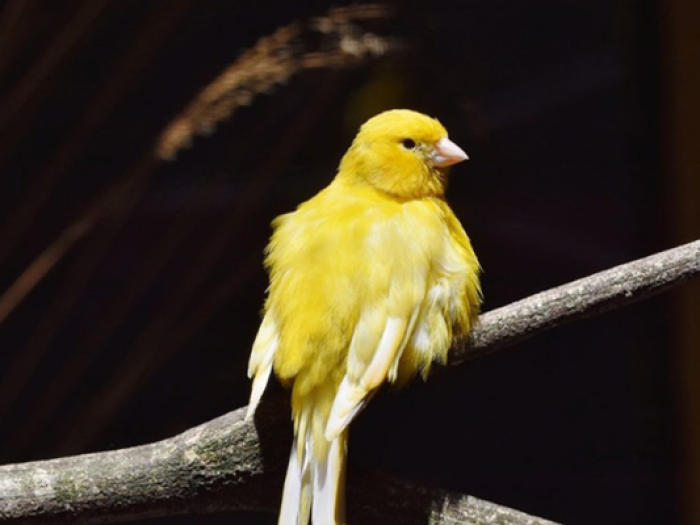 Blog Post - The Canary in The Coal Mine