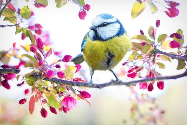 spring-bird-2295434_1280